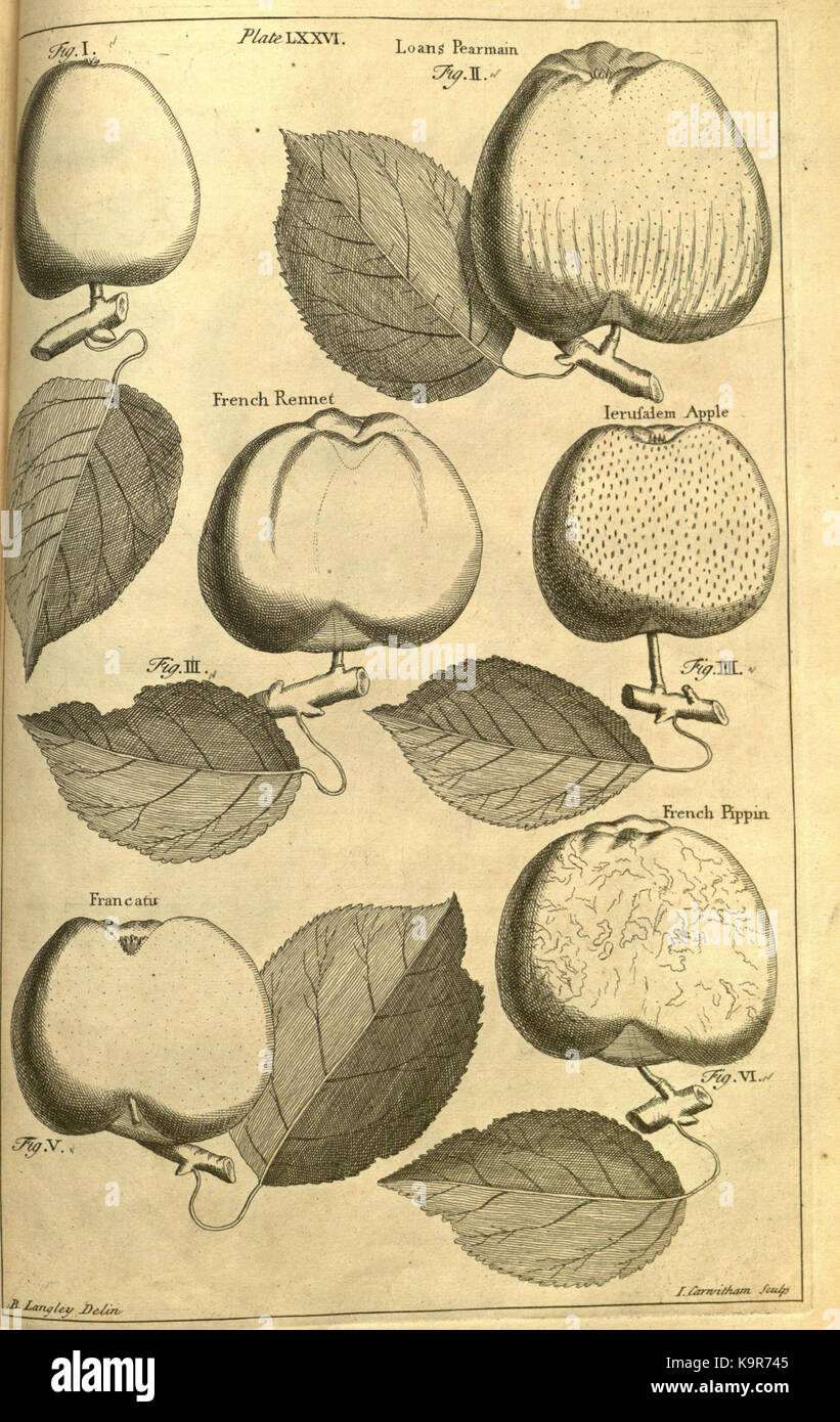Pomona, or, The fruit garden illustrated (Plate LXXVI) (7930119416) Stock Photo