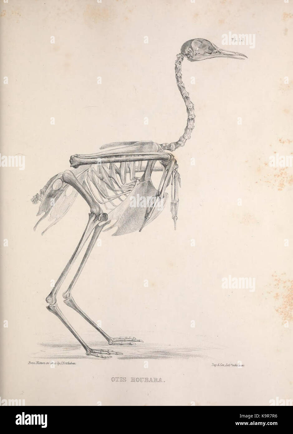 Osteologia avium, or, A sketch of the osteology of birds (PL. 1.J ...