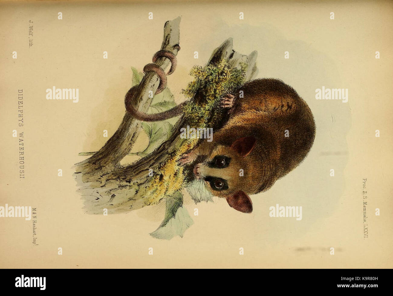 Proceedings of the Zoological Society of London (Mammalia Plate LXXVI) (7630019390) Stock Photo