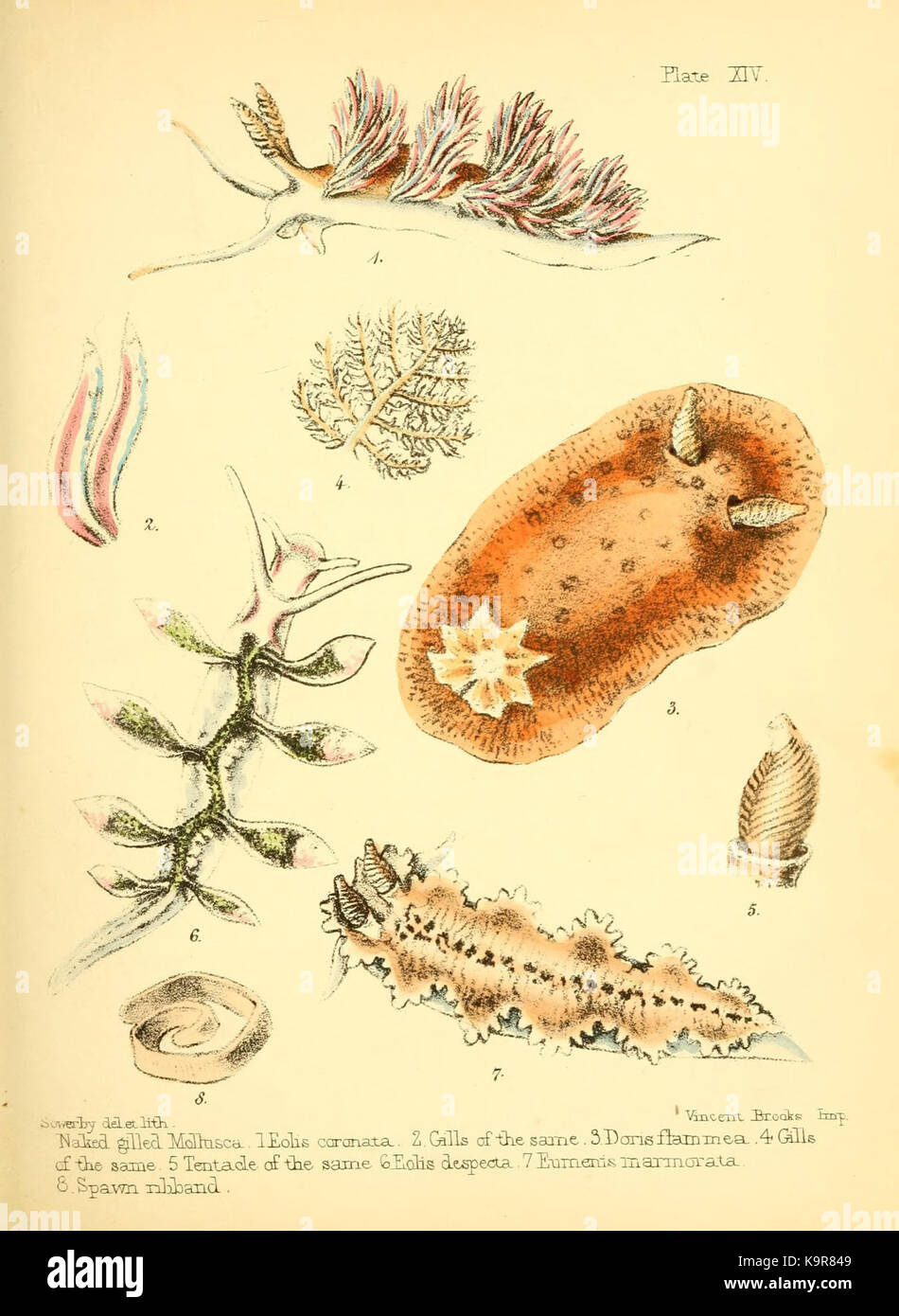 Popular history of the aquarium of marine and fresh water animals and