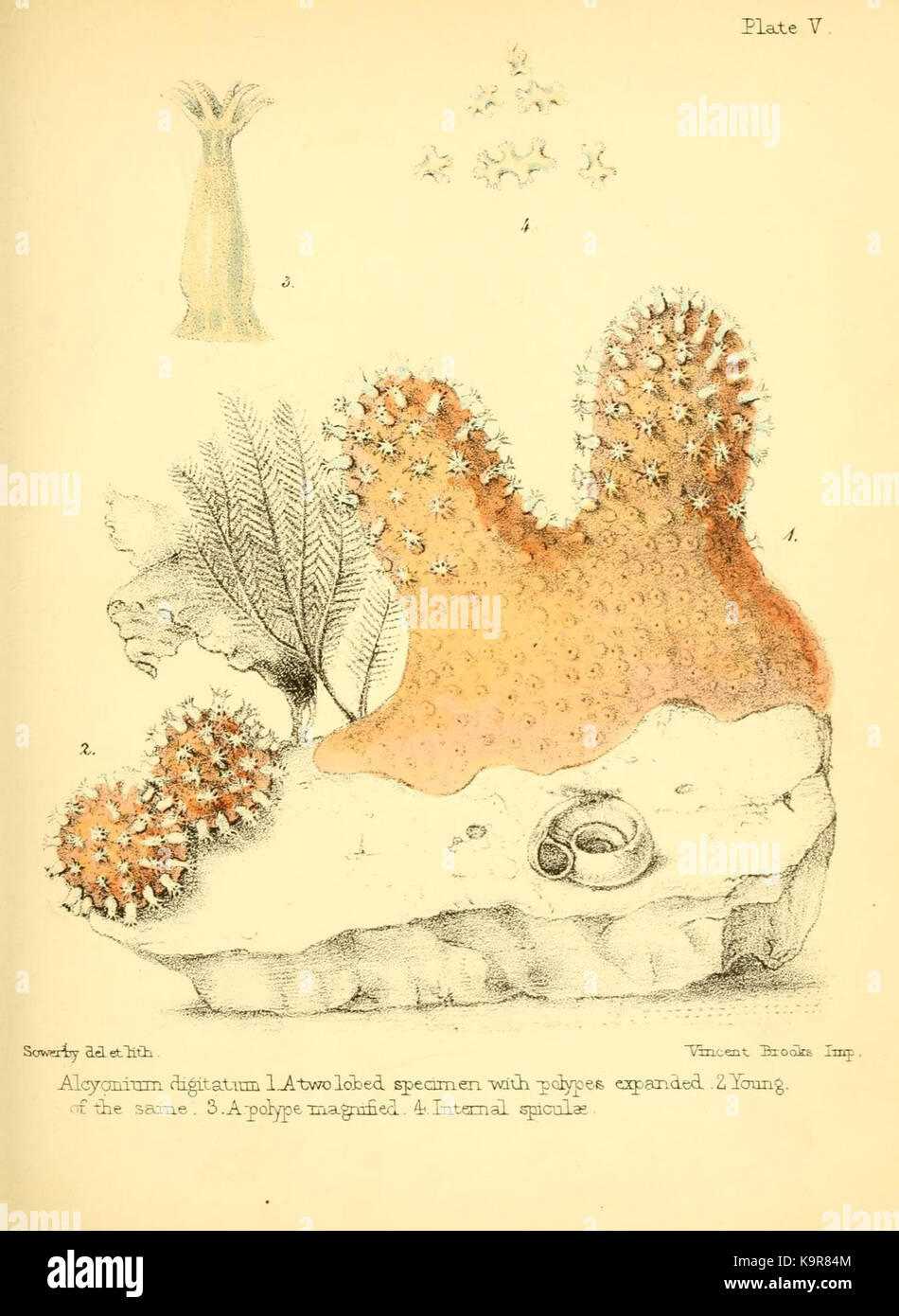 Popular history of the aquarium of marine and fresh water animals and