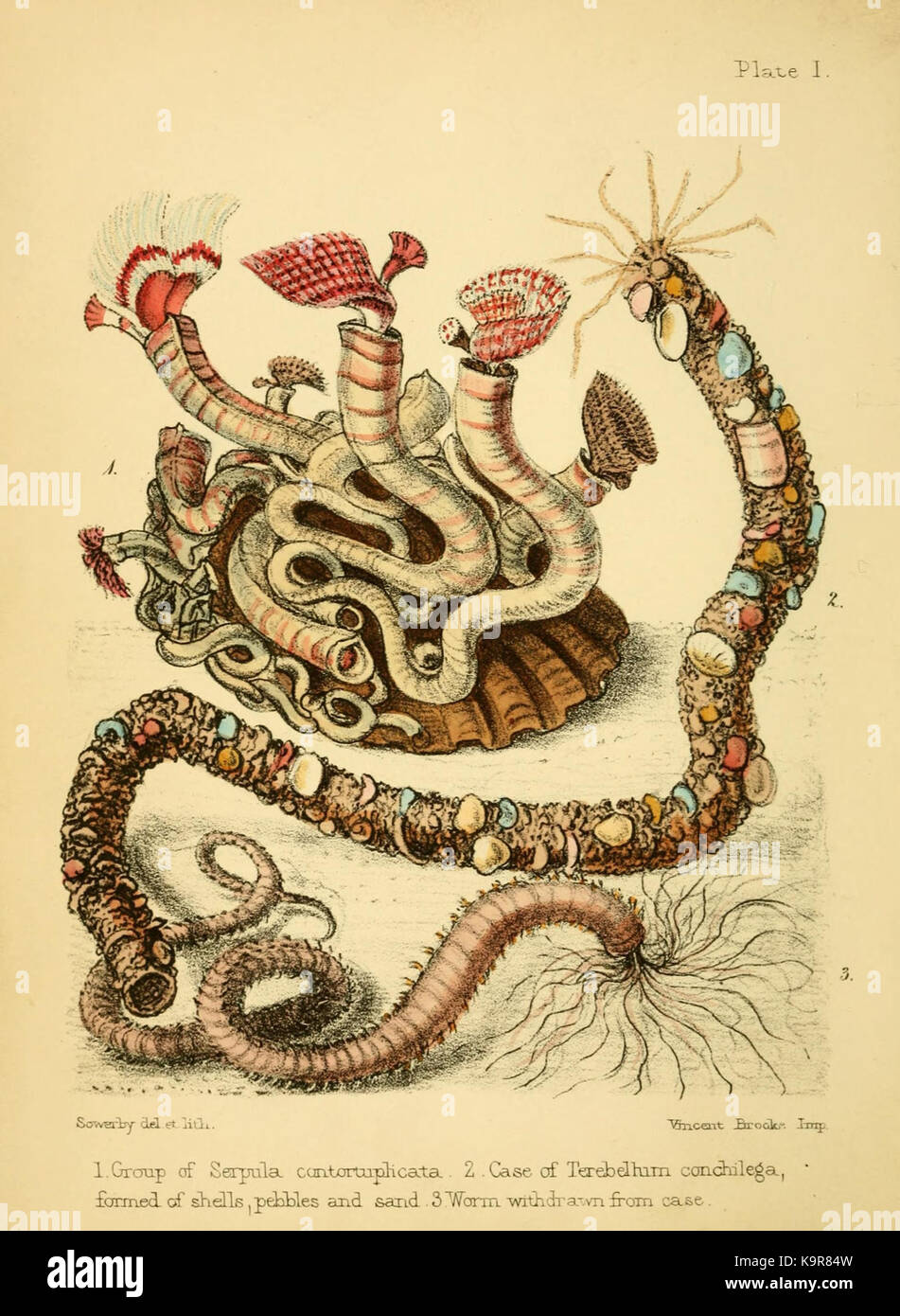 Popular history of the aquarium of marine and fresh water animals and