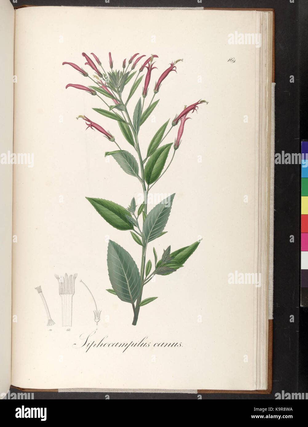 Plantarum Brasiliae icones et descriptiones hactenus ineditae (Plate 169) (7083750105) Stock Photo