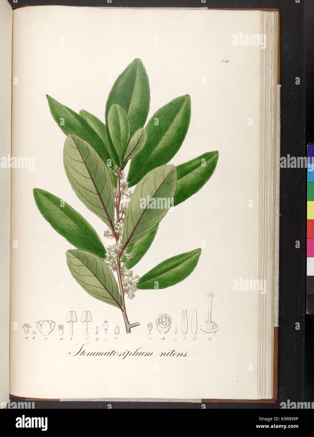 Plantarum Brasiliae icones et descriptiones hactenus ineditae (Plate 158) (6937669614) Stock Photo