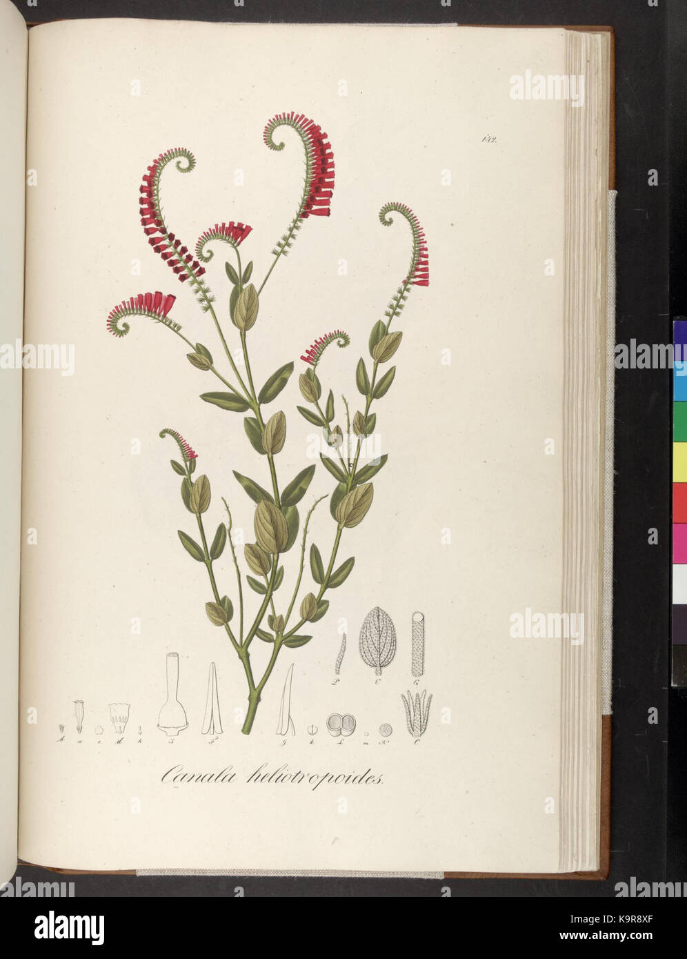 Plantarum Brasiliae icones et descriptiones hactenus ineditae (Plate 142) (7083732843) Stock Photo
