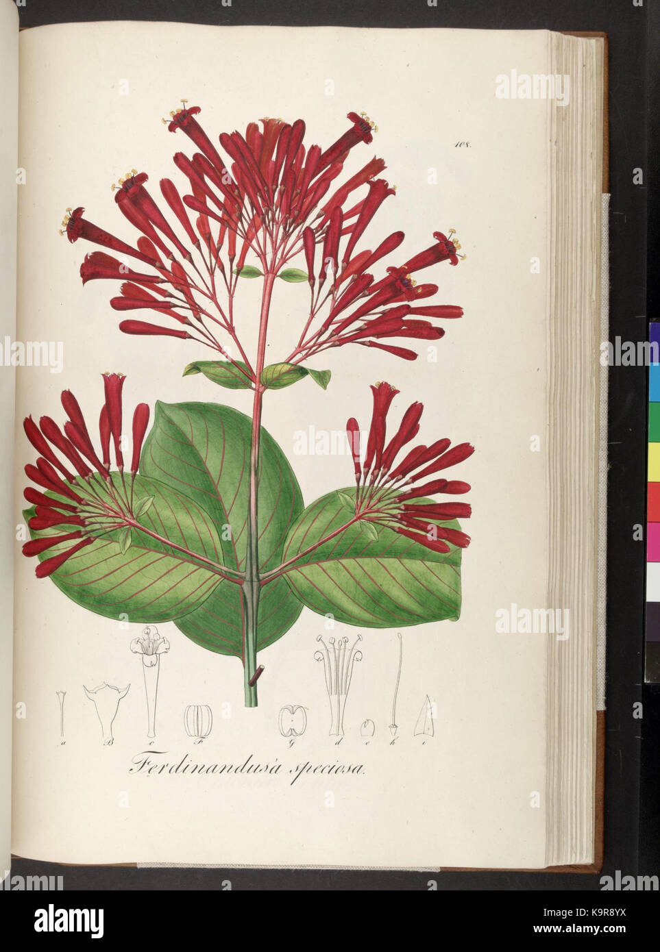 Plantarum Brasiliae icones et descriptiones hactenus ineditae (Plate 108) (6937635862) Stock Photo