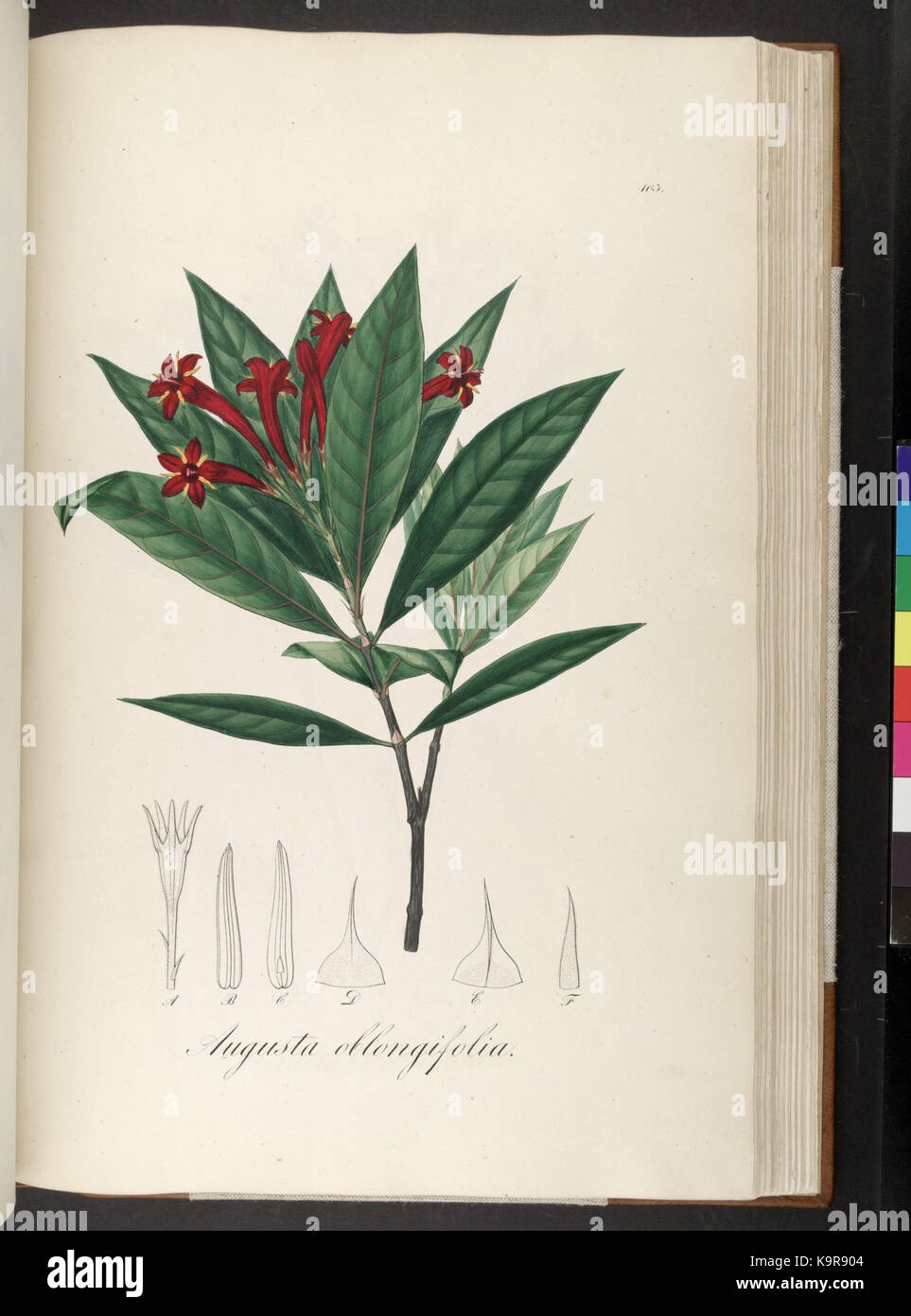 Plantarum Brasiliae icones et descriptiones hactenus ineditae (Plate 103) (6937632694) Stock Photo