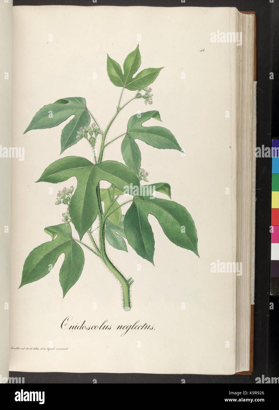 Plantarum Brasiliae icones et descriptiones hactenus ineditae (Plate 51