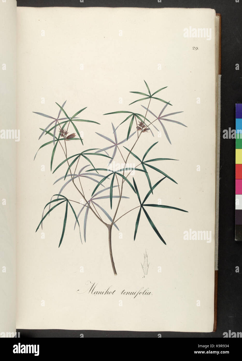 Plantarum Brasiliae icones et descriptiones hactenus ineditae (Plate 29