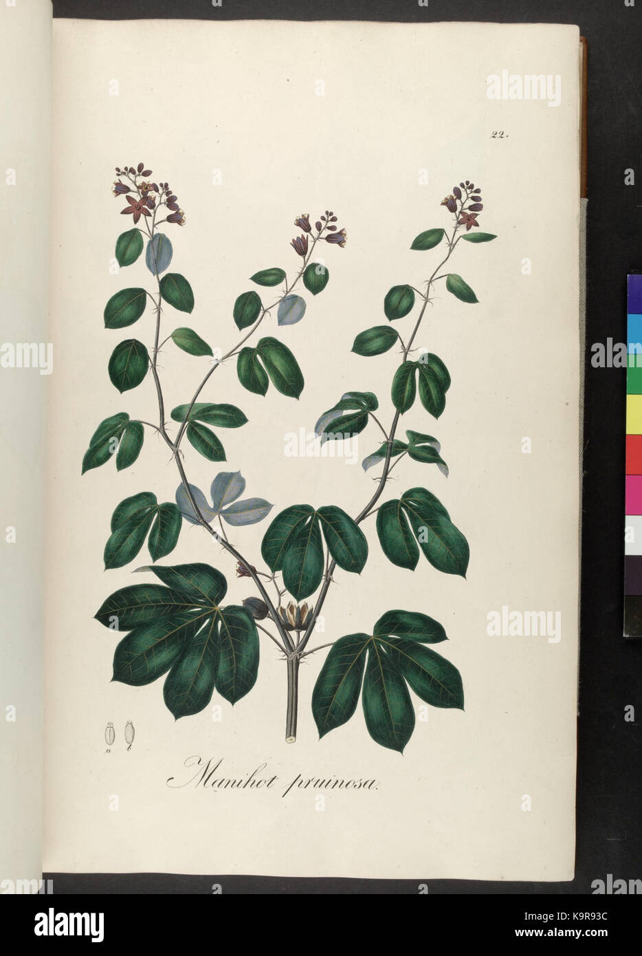 Plantarum Brasiliae icones et descriptiones hactenus ineditae (Plate 22