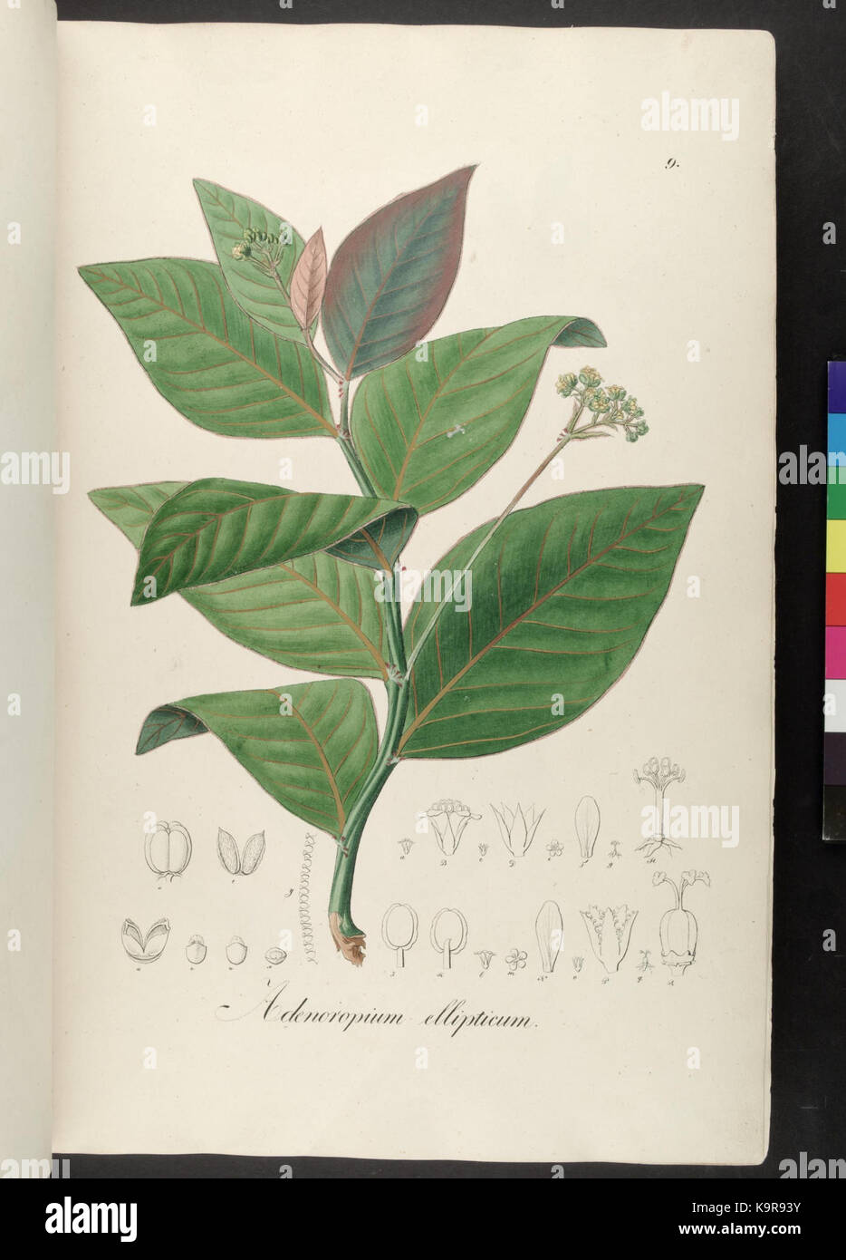 Plantarum Brasiliae icones et descriptiones hactenus ineditae (Plate 9) (7083638203) Stock Photo