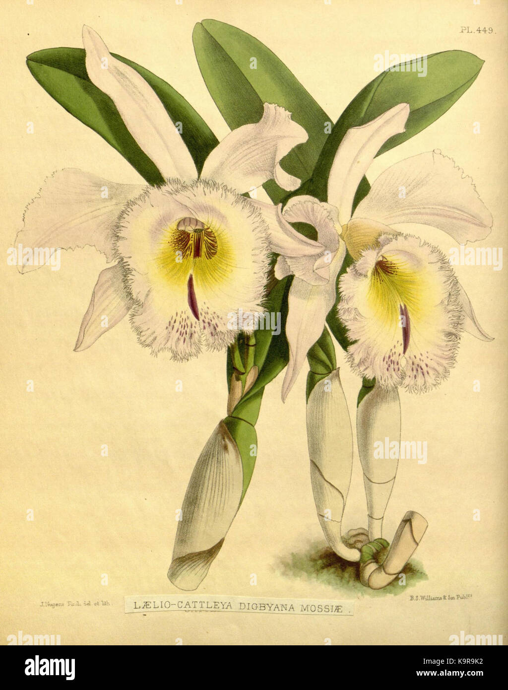 R. Warner & B.S. Williams   The Orchid Album   volume 10   plate 449 (1893) Stock Photo
