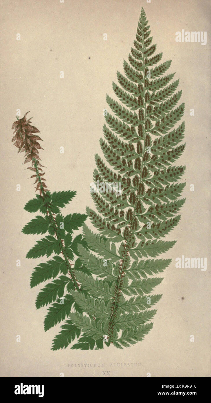 Our native ferns, or, A history of the British species and their ...