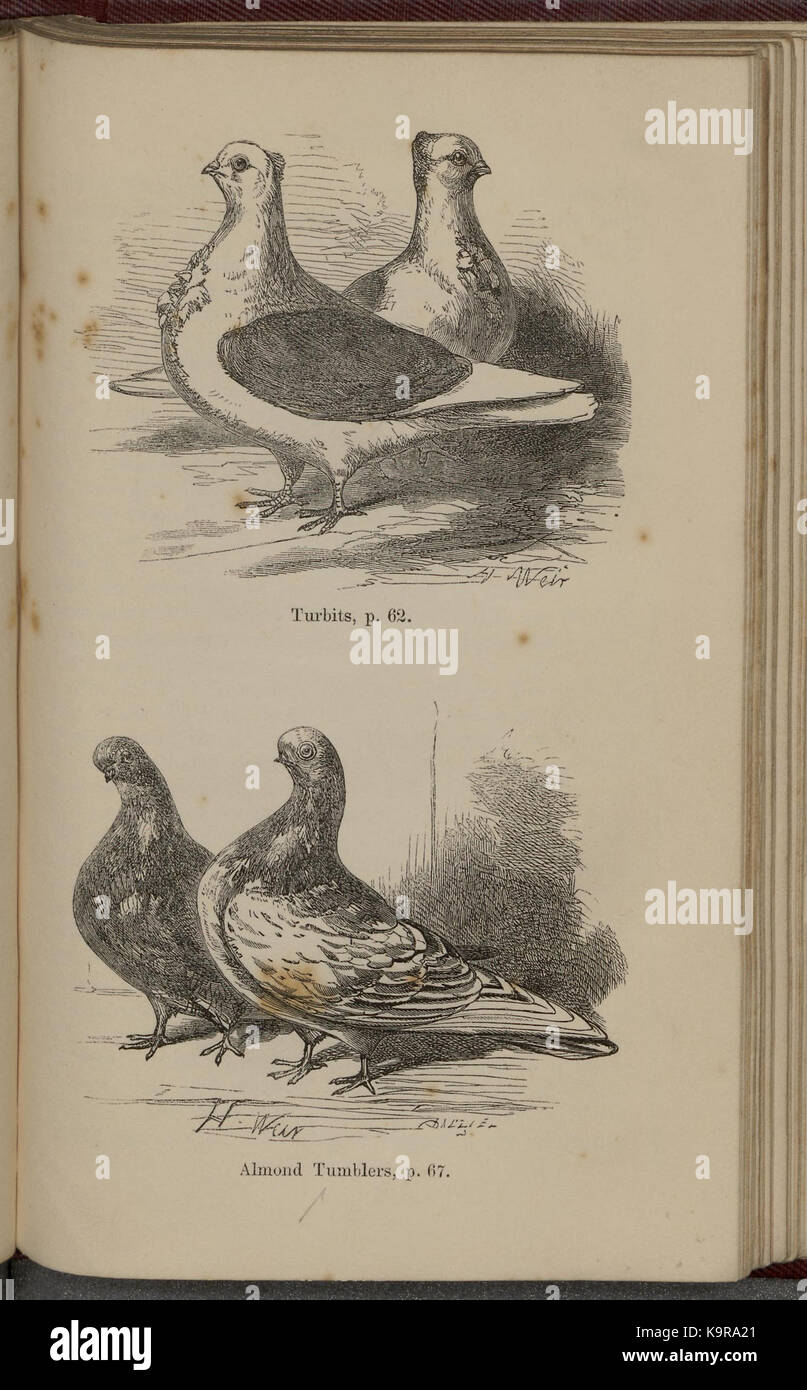 Pigeons and rabbits in their wild, domestic and captive states (Plate 5