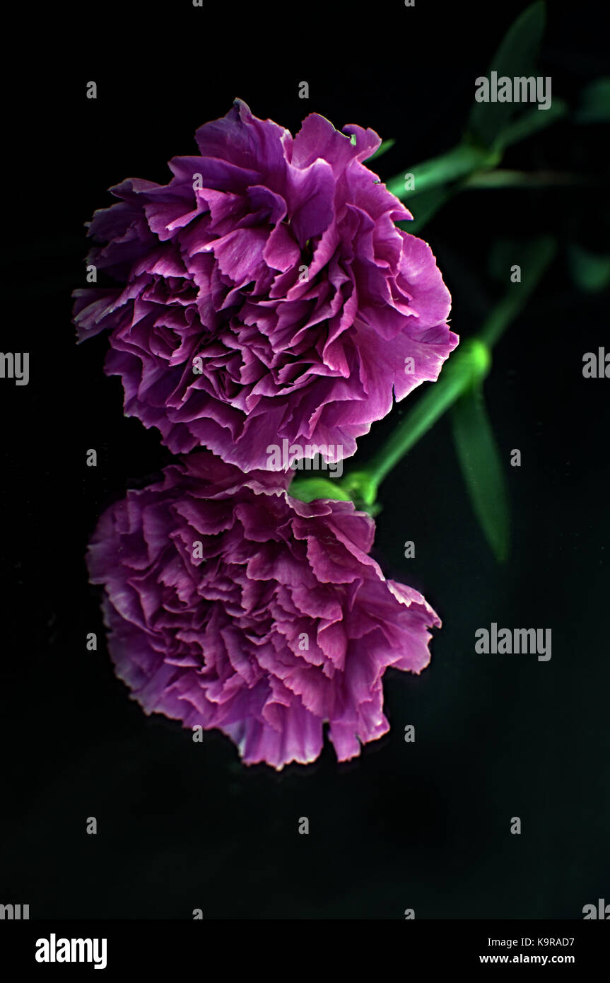 Pink carnation flower highlighted against a black background Stock