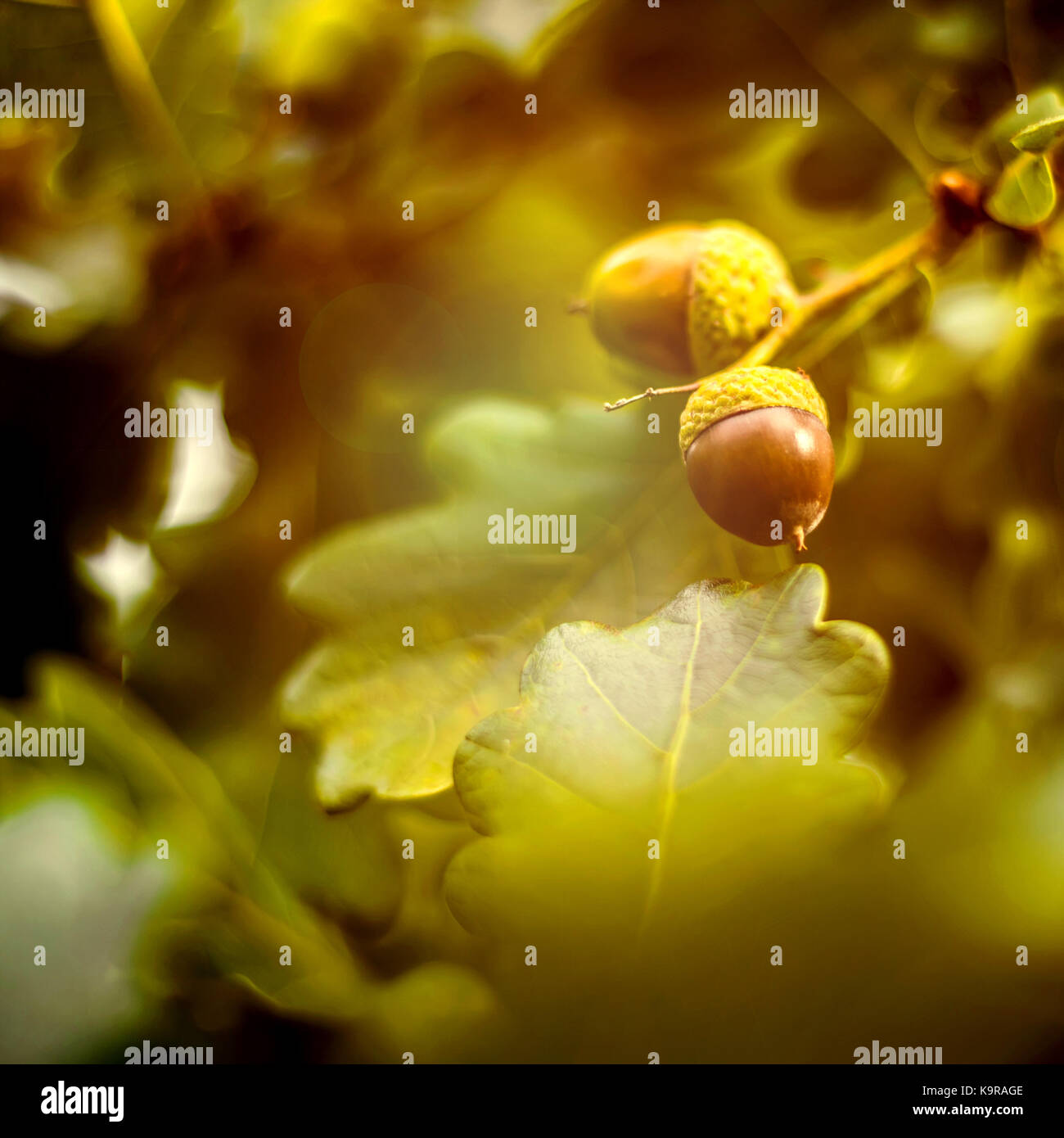 Oak branch with green leaves and acorns on a sunny day. Oak tree in ...