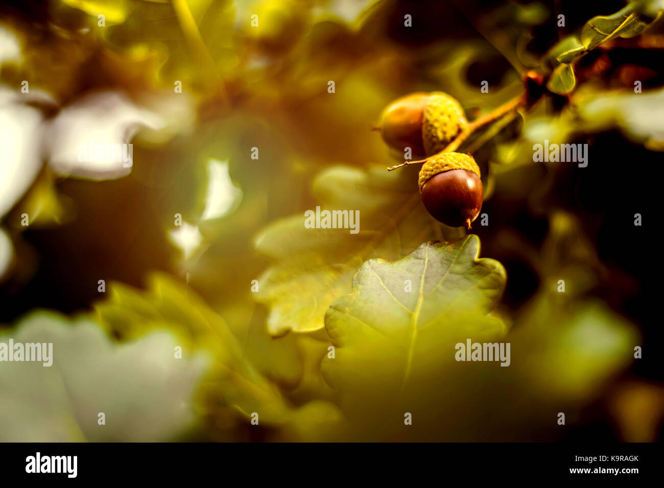 Oak branch with green leaves and acorns on a sunny day. Oak tree in ...