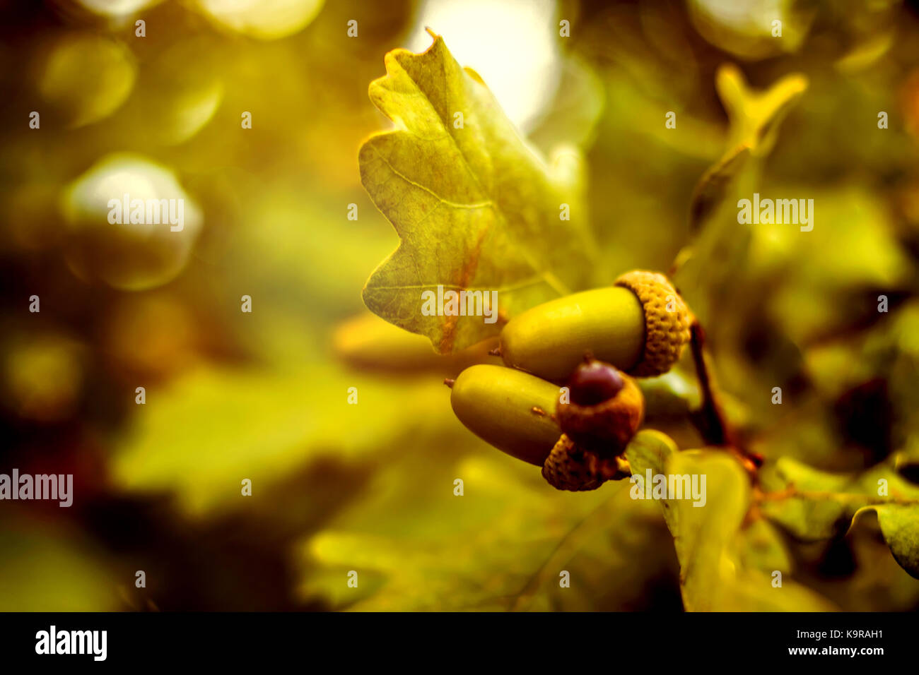 Oak branch with green leaves and acorns on a sunny day. Oak tree in ...