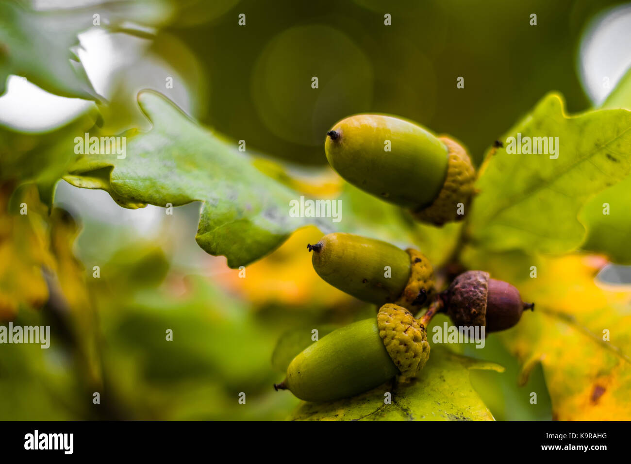 Oak branch with green leaves and acorns on a sunny day. Oak tree in ...