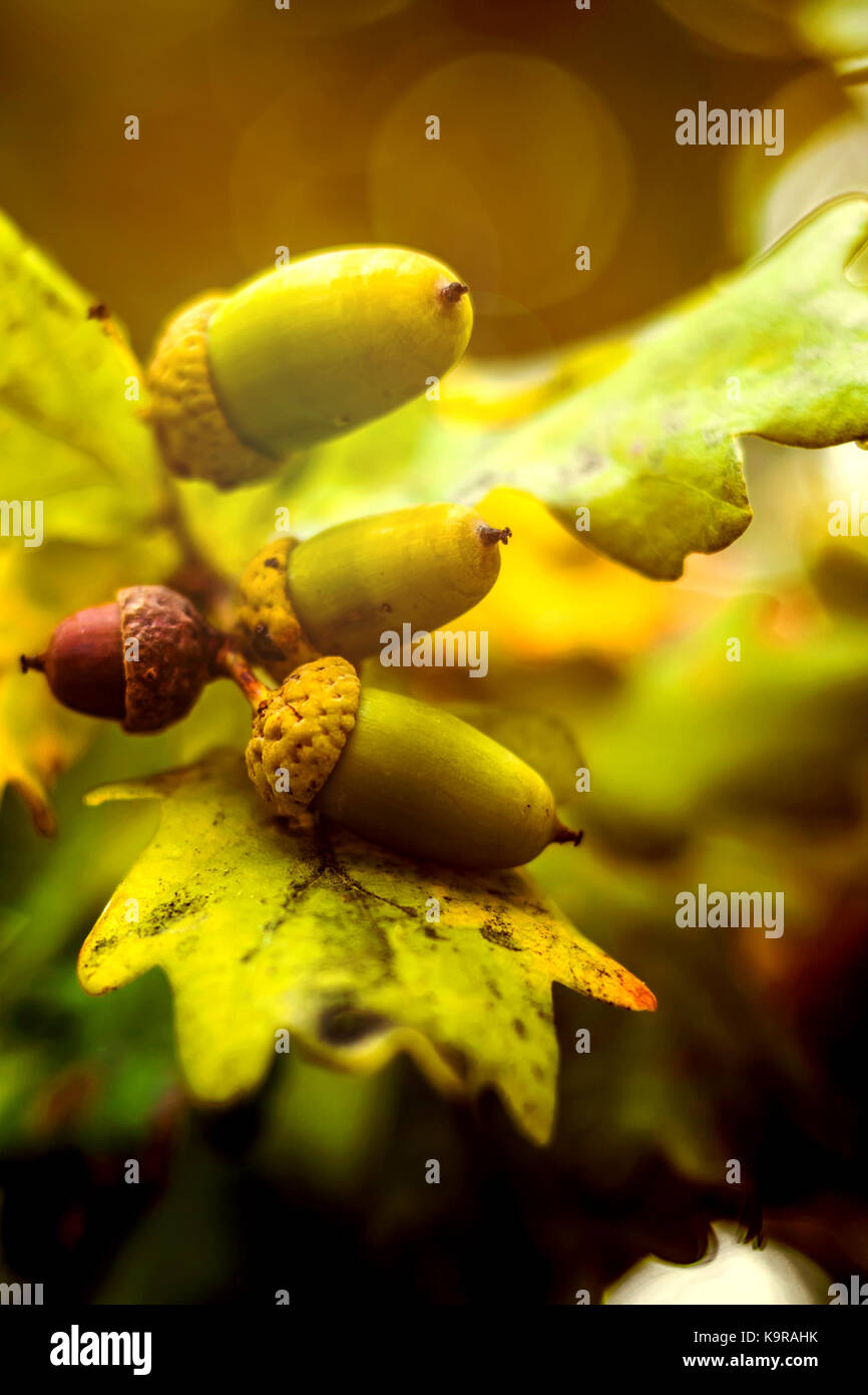 Oak branch with green leaves and acorns on a sunny day. Oak tree in ...