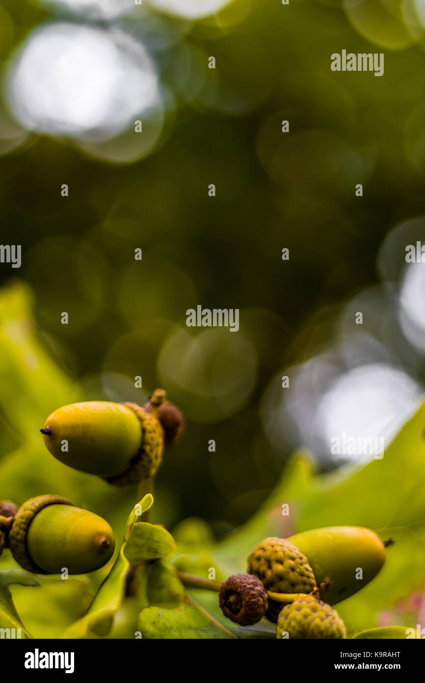 Oak branch with green leaves and acorns on a sunny day. Oak tree in ...