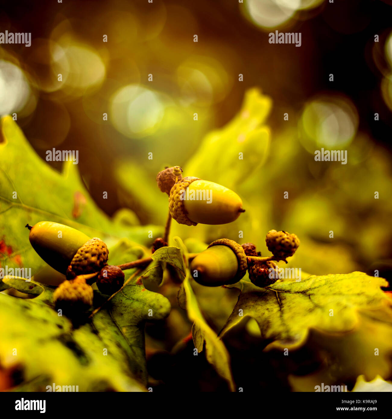 Oak branch with green leaves and acorns on a sunny day. Oak tree in ...