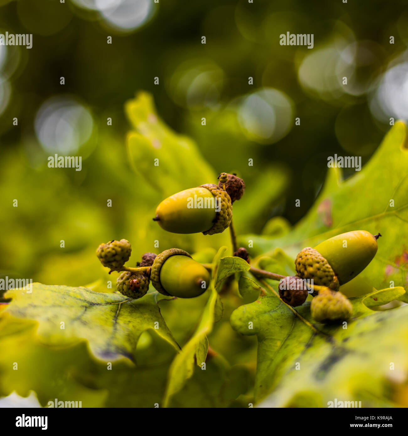 Oak branch with green leaves and acorns on a sunny day. Oak tree in ...