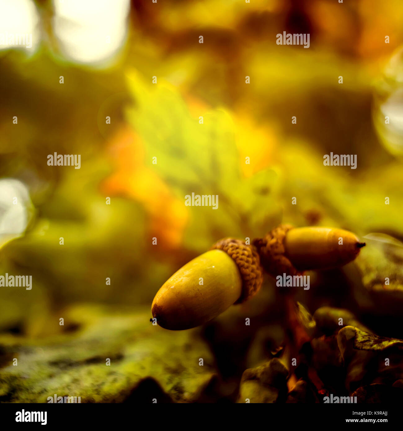 Oak branch with green leaves and acorns on a sunny day. Oak tree in ...
