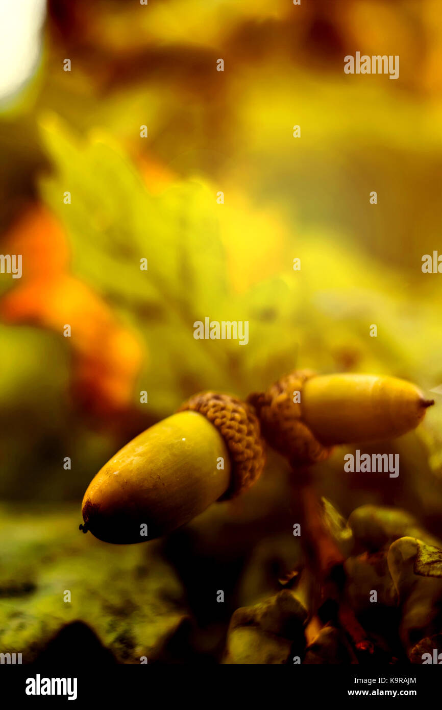 Oak branch with green leaves and acorns on a sunny day. Oak tree in ...