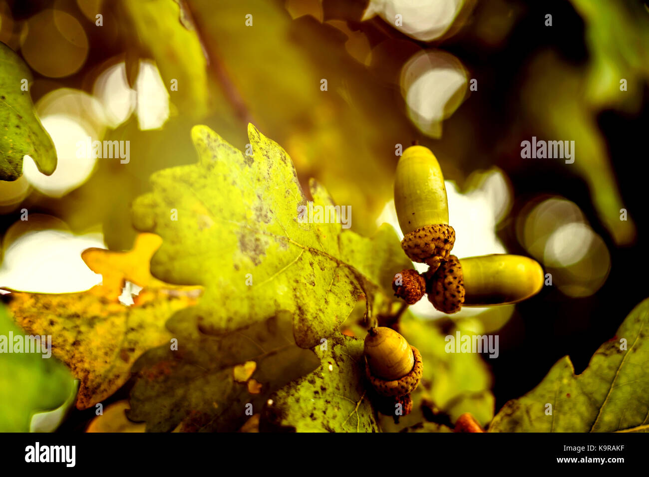 Oak branch with green leaves and acorns on a sunny day. Oak tree in ...