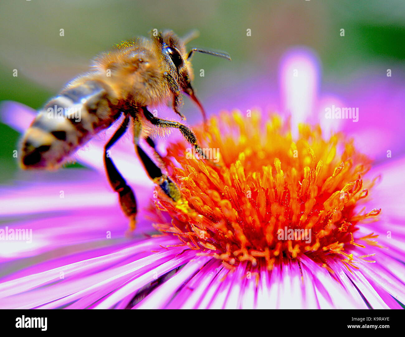 Bee on  Flower Stock Photo