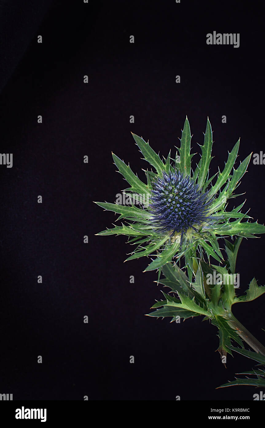 Blue thistles highlighted against a black background Stock Photo