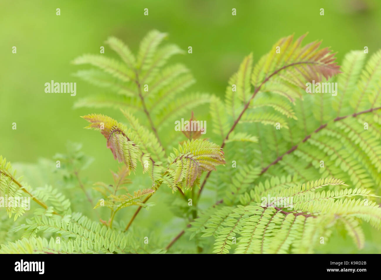 Jacaranda Leaves High Resolution Stock Photography And Images Alamy Jacaranda Leaves High Resolution Stock Photography And Images Alamy