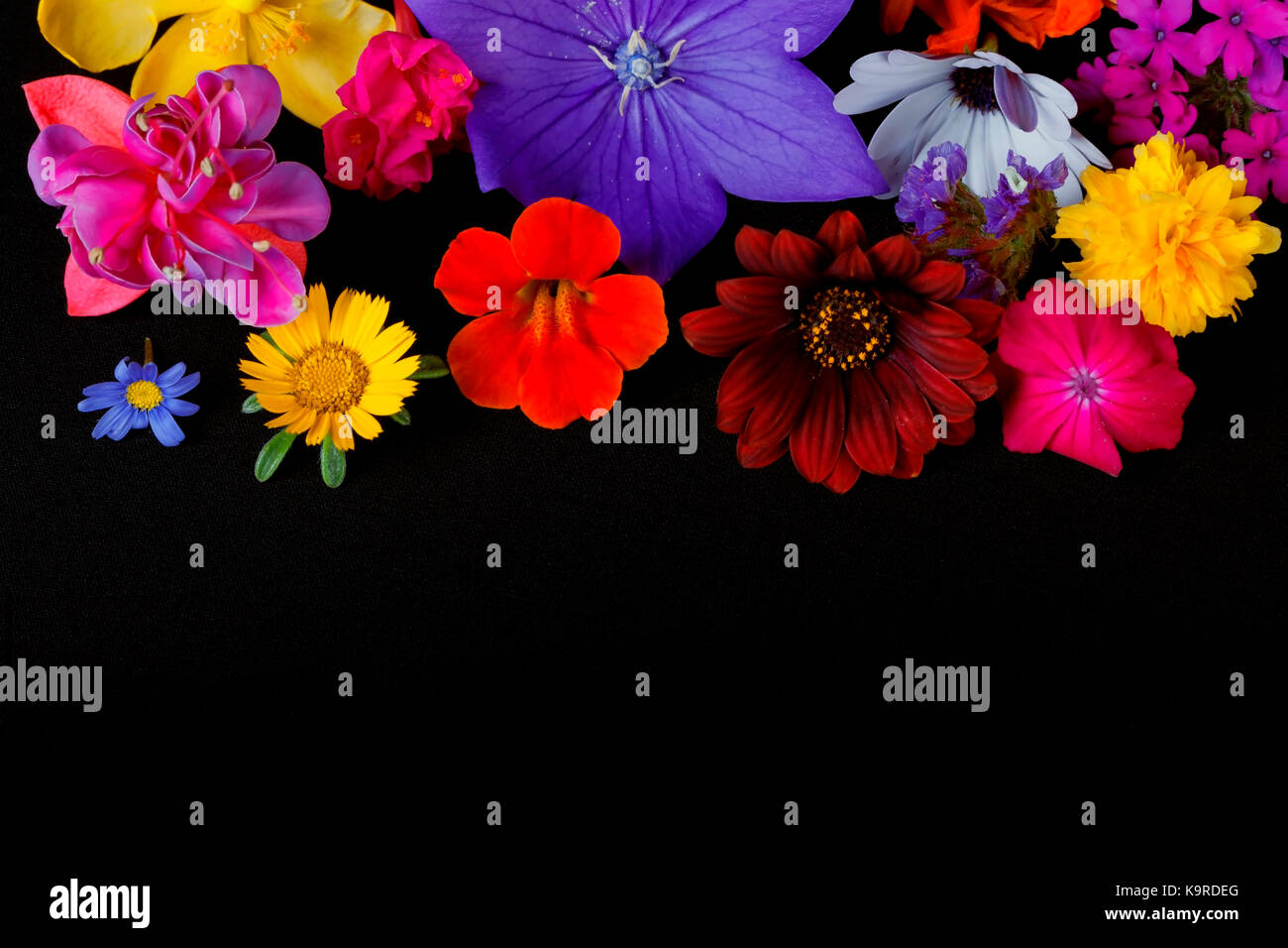 Many flowers of different species and colors on black background. Stock Photo