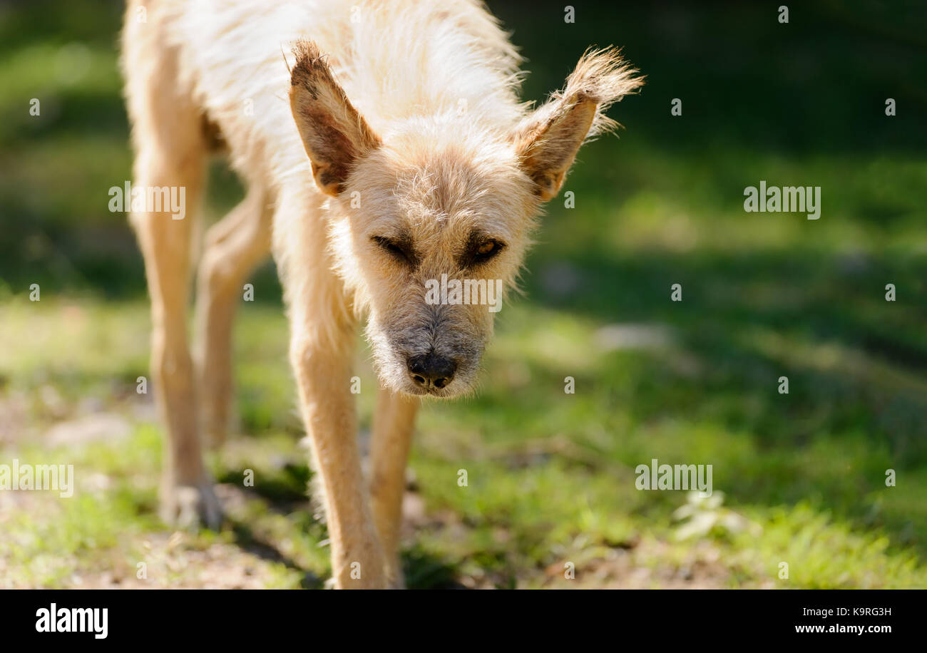 Old dog is a roughed up old scruffy dog walking along in nature giving those old man eyes. Stock Photo