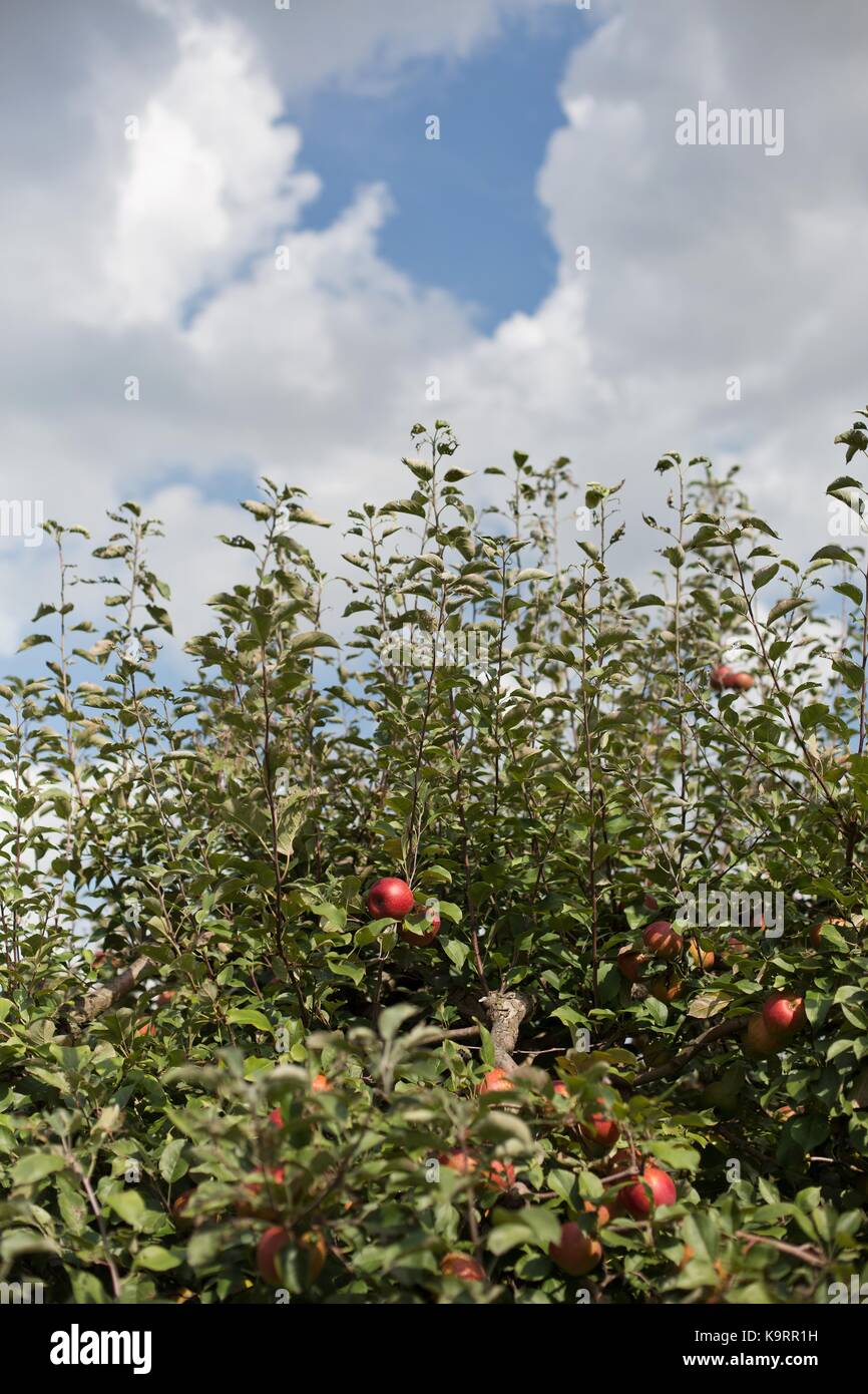 Apples growing on a tree in an apple orchard in Hastings, Minnesota