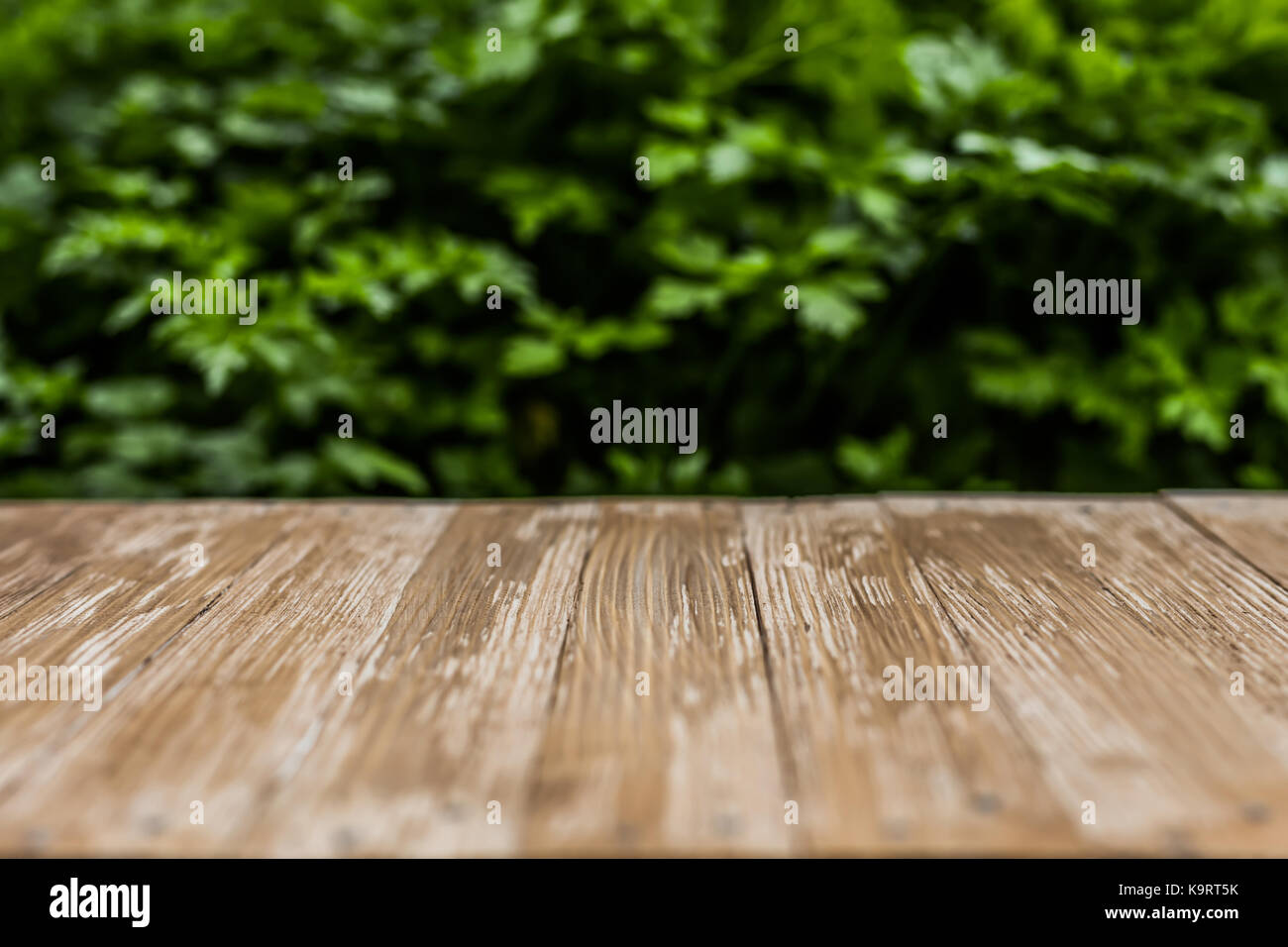 Empty rustic wood table top on blurred parsley background in the garden ...
