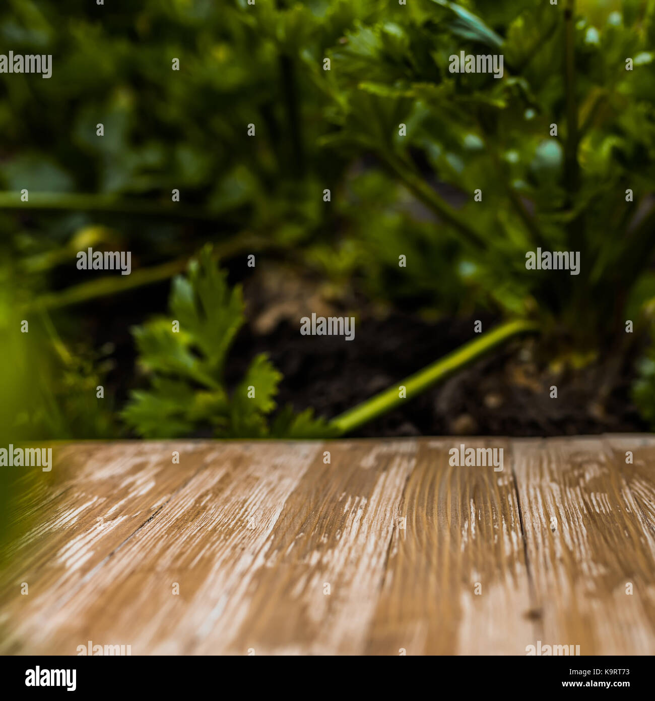 Empty rustic wood table top on blurred celery background in the garden ...