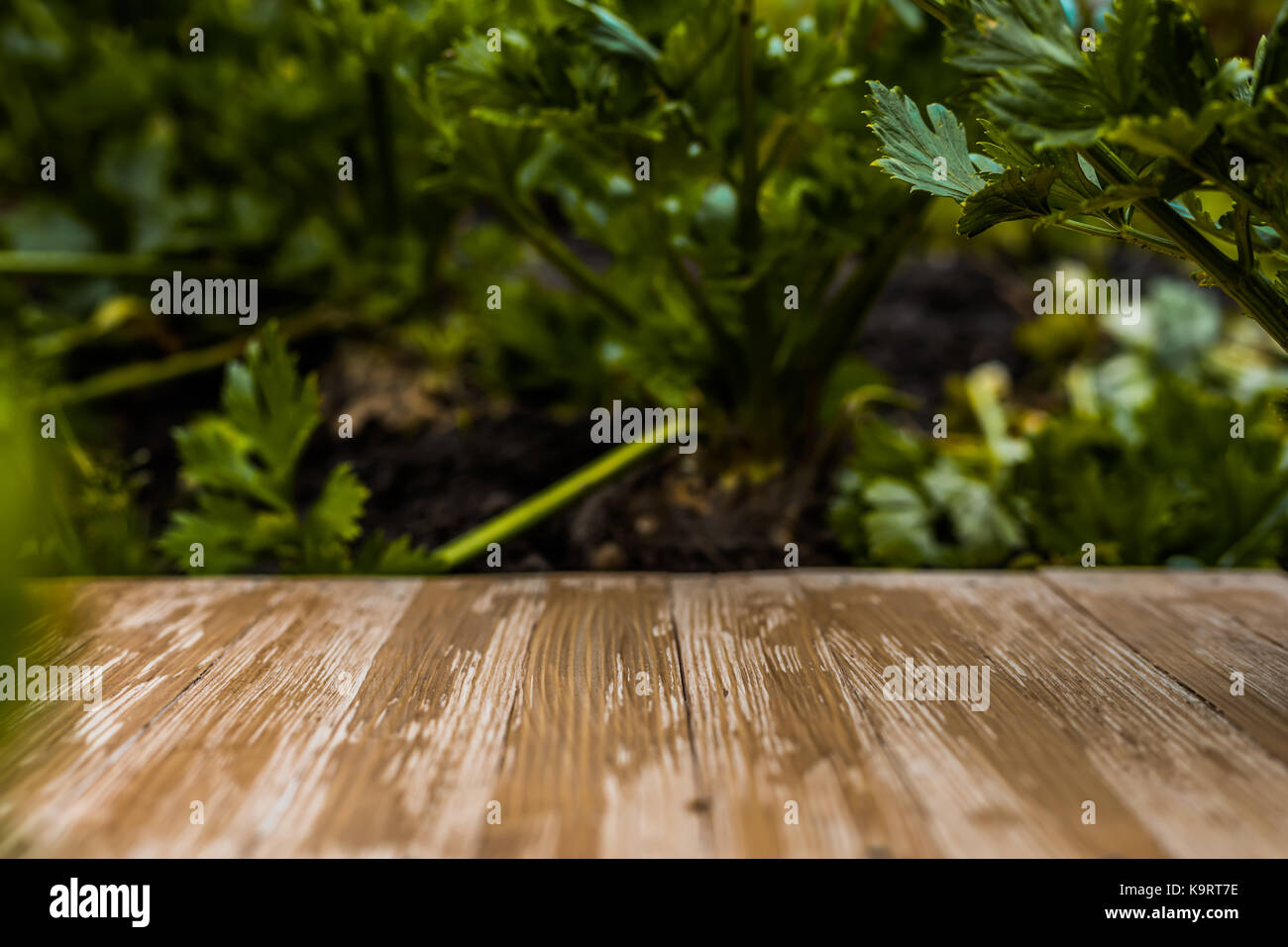 Empty rustic wood table top on blurred celery background in the garden ...