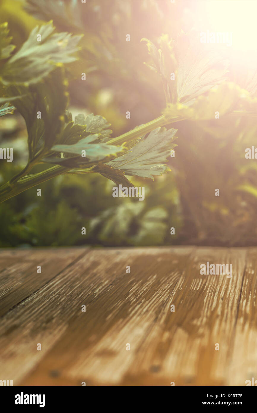Empty rustic wood table top on blurred celery background in the garden ...