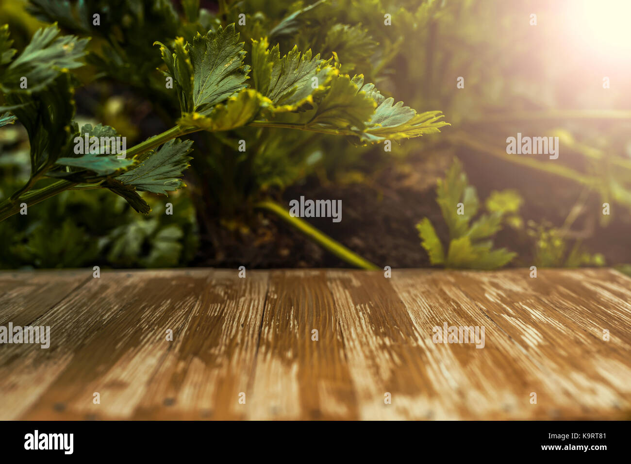 Empty rustic wood table top on blurred celery background in the garden ...