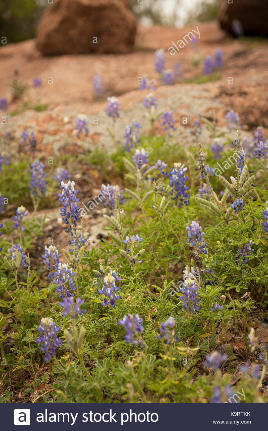 Lupine High Resolution Stock Photography and Images Alamy