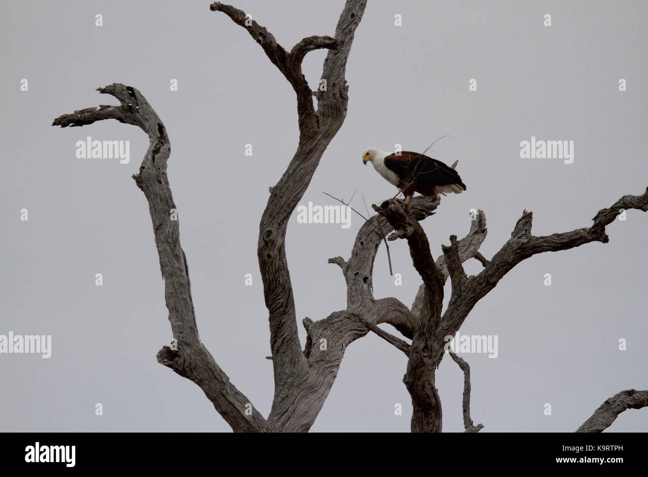 African Fish-eagle Stock Photo