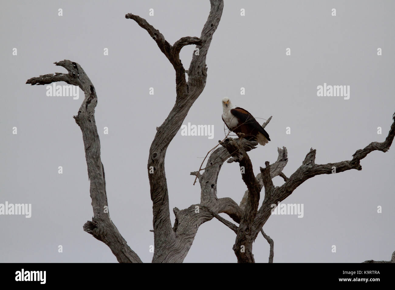 African Fish-eagle Stock Photo