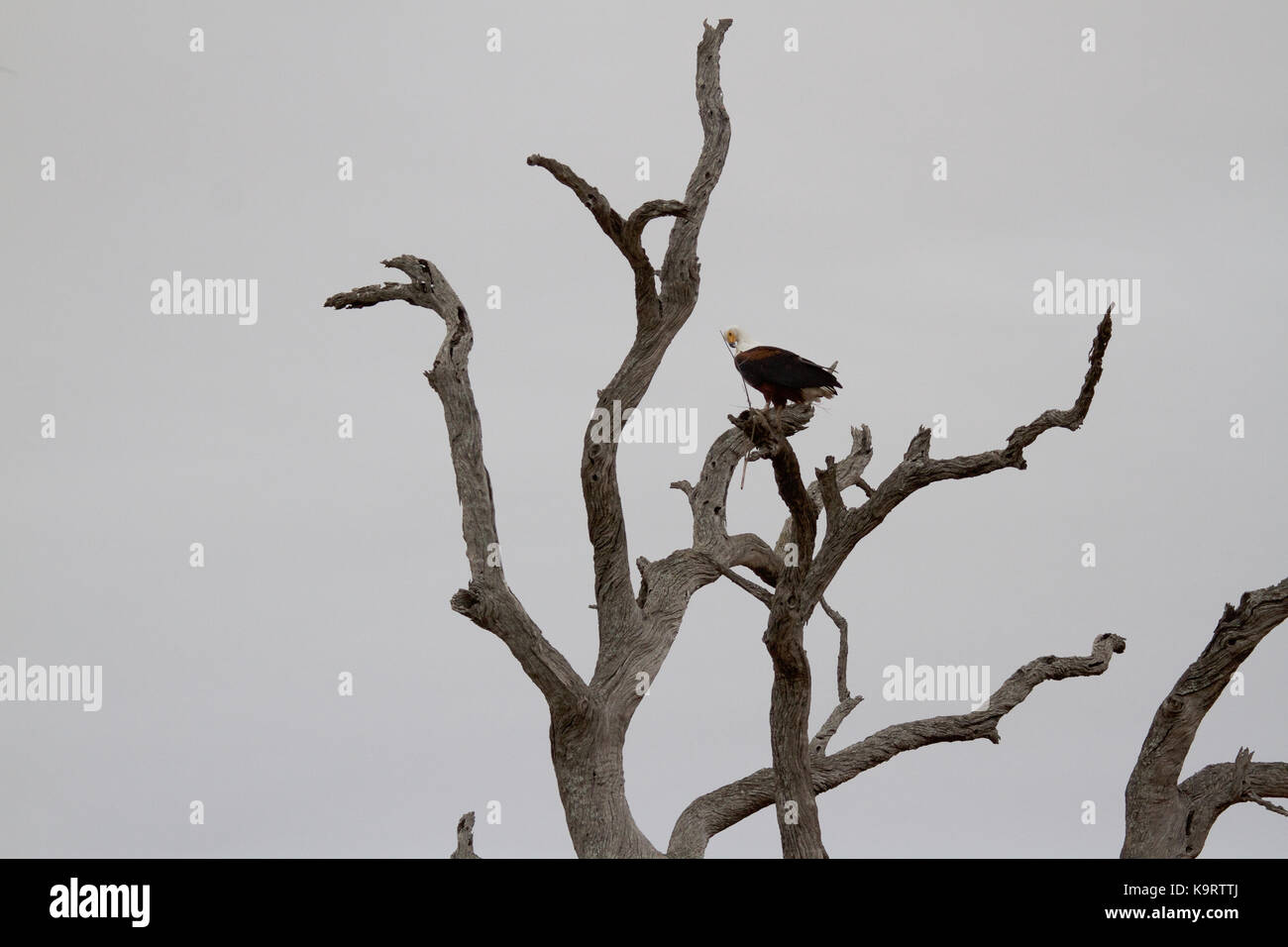 African Fish-eagle Stock Photo