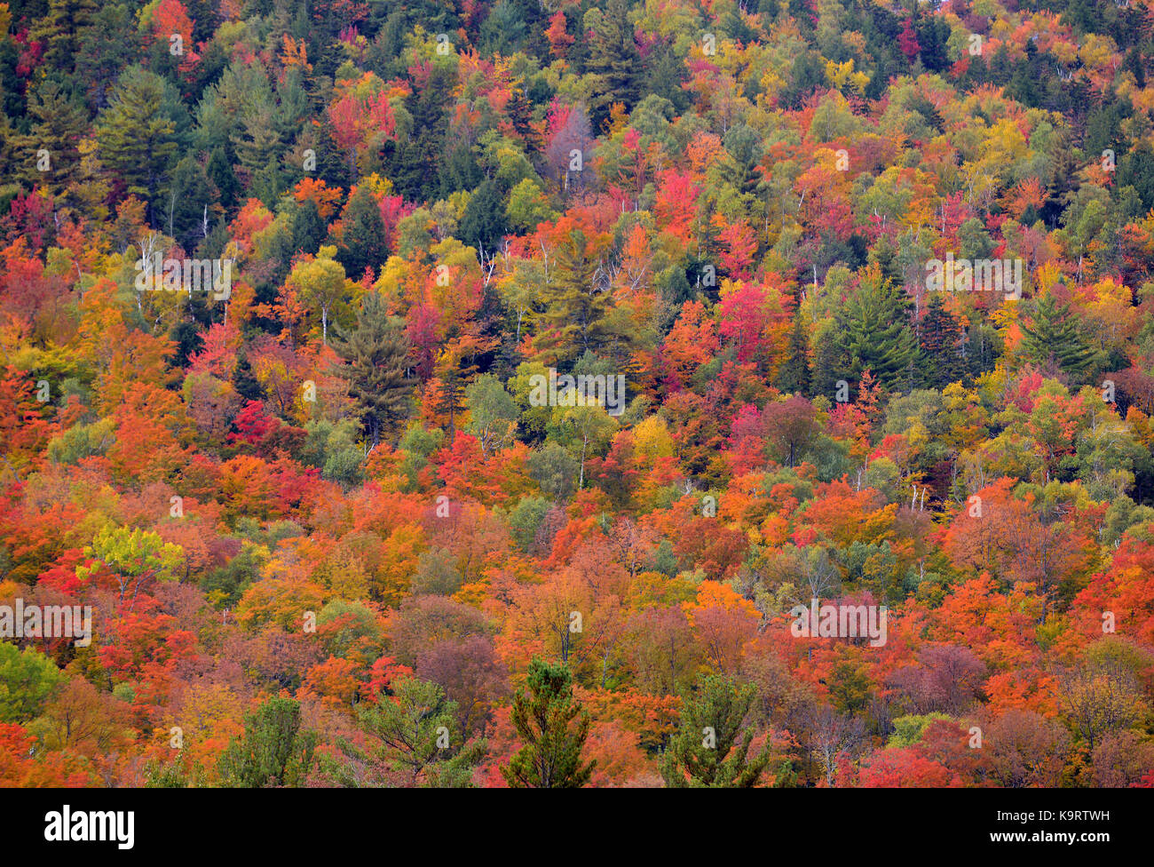Fall season, Autumn colors in Northeast forest Stock Photo Alamy
