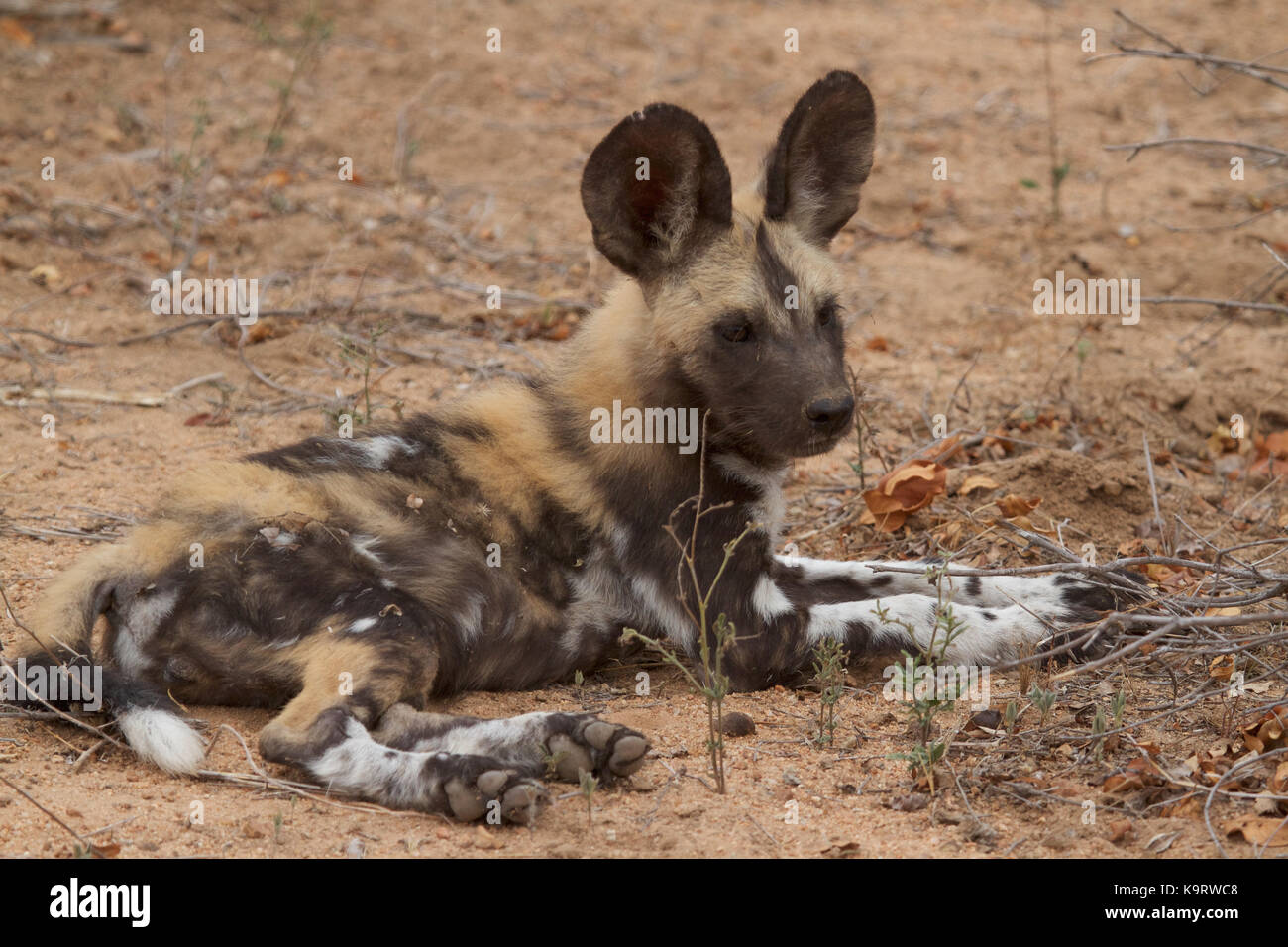 African Wild Dog Stock Photo - Alamy