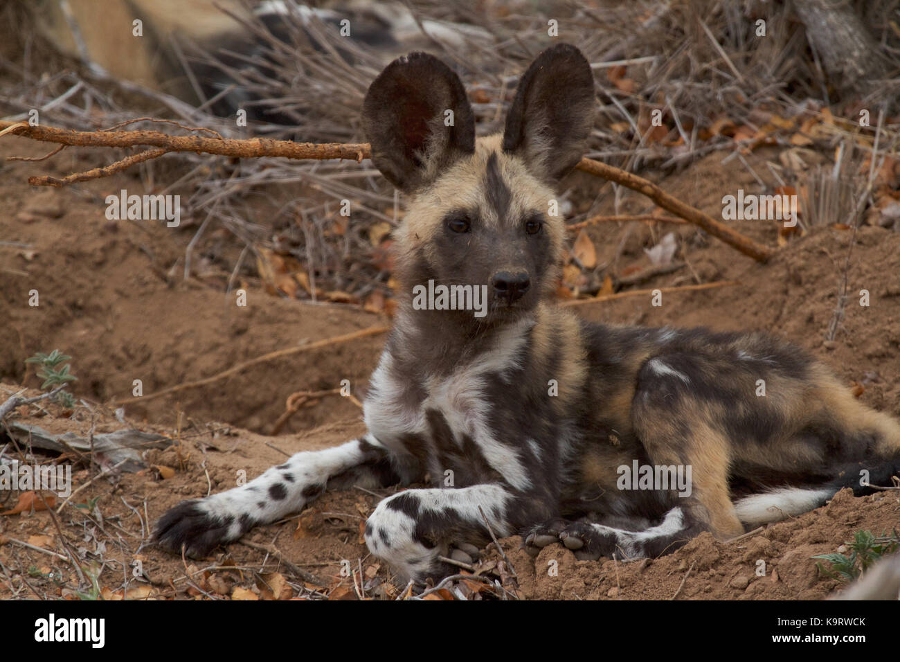 African Wild Dog Stock Photo - Alamy
