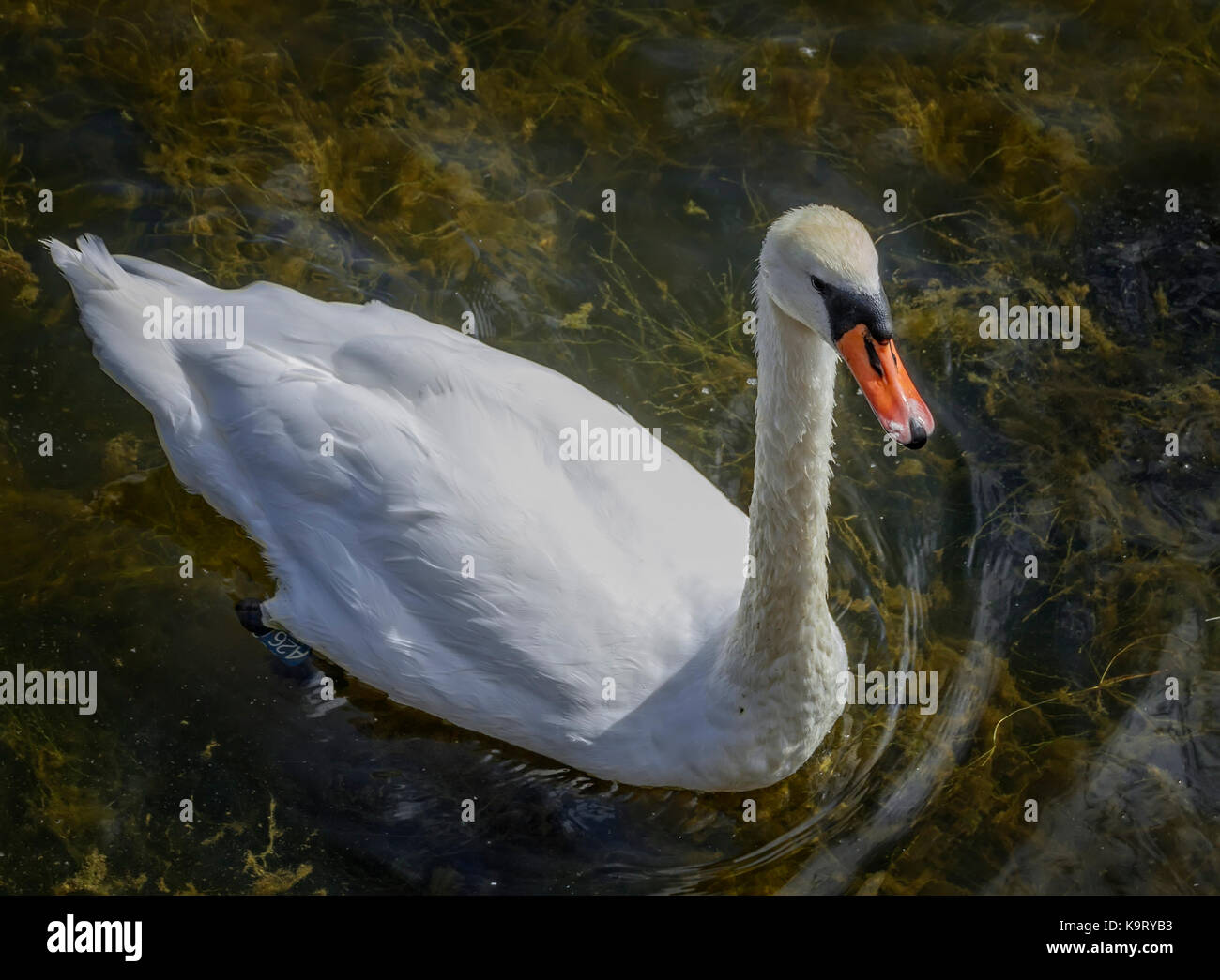 Adult white swan floats in clear water Stock Photo