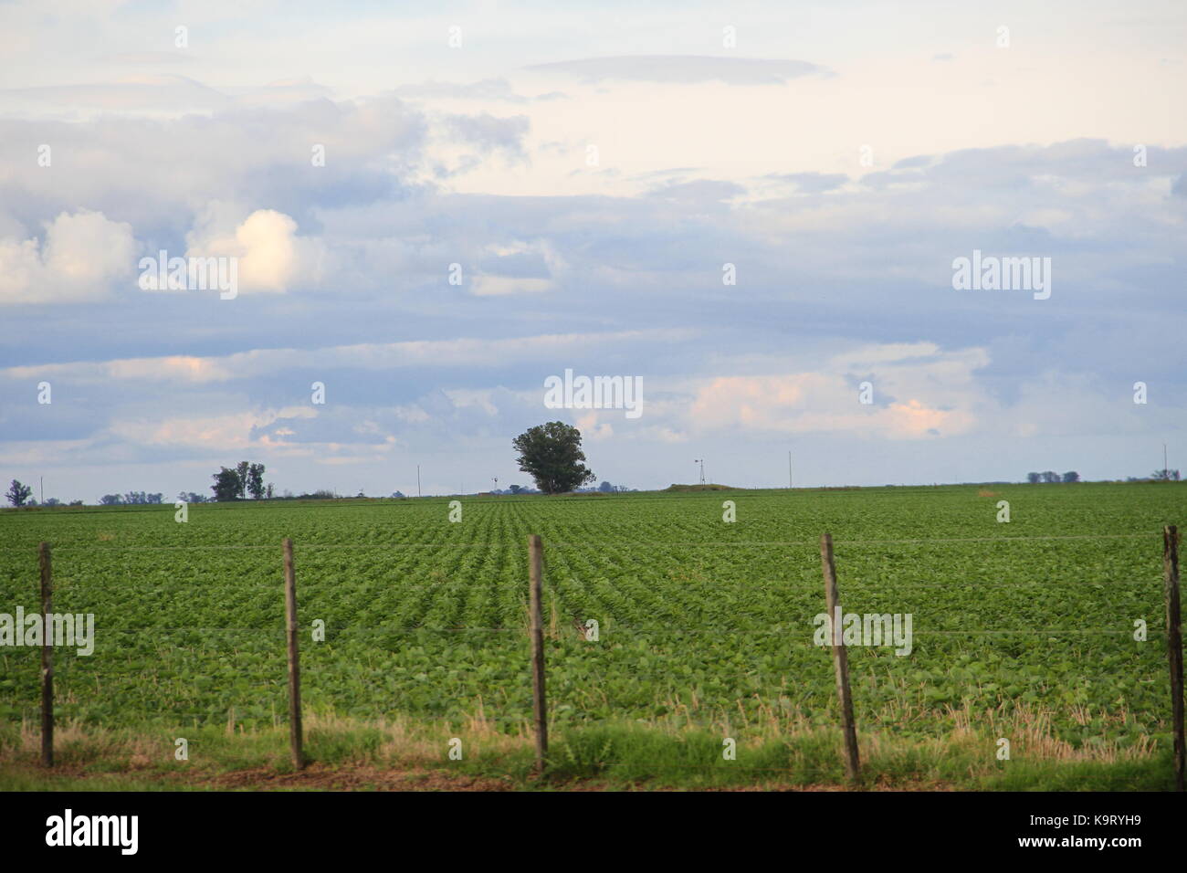 soybean crops in pampa argentina, province of Santa fe Stock Photo - Alamy